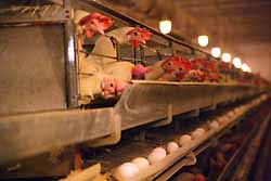 ПЕРЕСМЕНКА НА ПТИЦЕФЕРМЕ