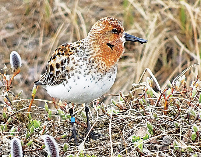 Ворон кулику не товарищ
