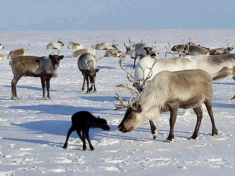 Первые оленята Чукотки