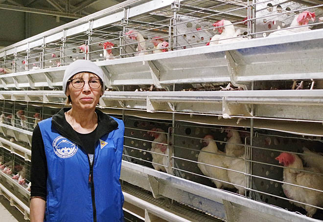 Несушки в её руках