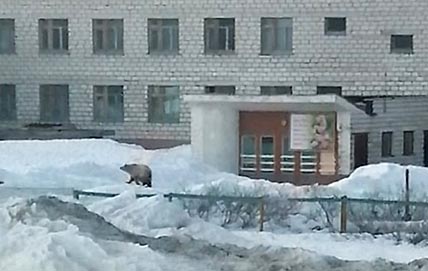 КОСОЛАПЫЕ ИДУТ НА СБЛИЖЕНИЕ
