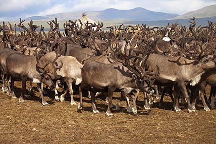 ХВОСТЫ И КОПЫТА ИДУТ В ДЕЛО