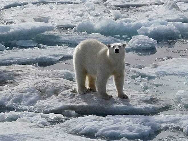 Что угрожает хозяину Арктики?
