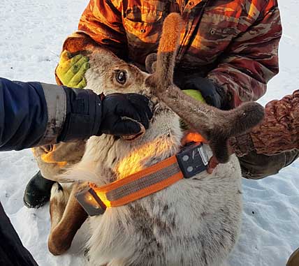 ОЛЕНИ НА КОСМИЧЕСКОМ «ПОВОДКЕ»