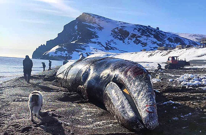 Китобои закрывают сезон