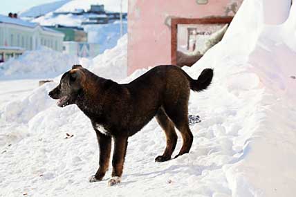 ЭГВЕКИНОТ ОЗАБОТИЛСЯ СОБАЧЬЕЙ ПРОБЛЕМОЙ