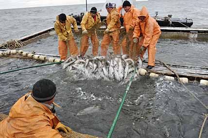 ДО БУДУЩЕГО ЛЕТА, ЛОСОСЬ!..