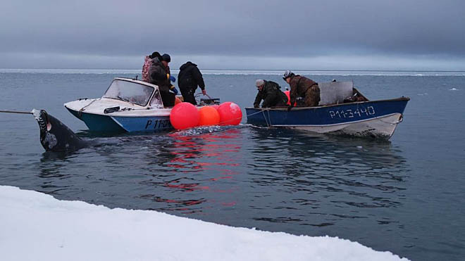 Морзверобои Чукотки получили разрешение на добычу китов на месяц раньше обычного срока