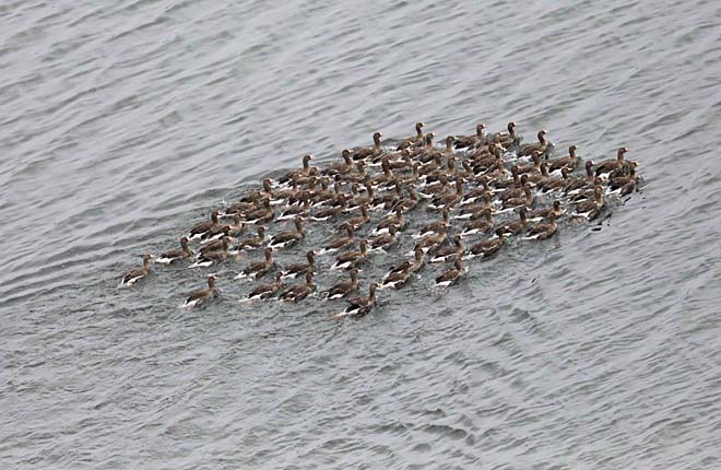 Пернатые не знают границ