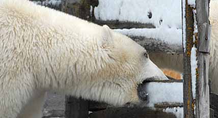 В МЕДВЕЖЬЕЙ ОСАДЕ