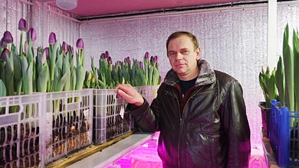 ПЕРВЫЕ ТЮЛЬПАНЫ  РАСЦВЕЛИ В ЛАВРЕНТИЯ