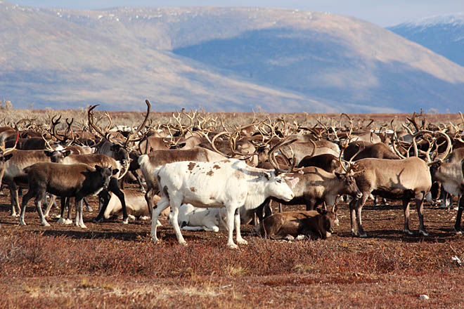 «Пионер» меняет дислокацию