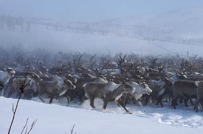 «Дикарь» подошёл к Омолону