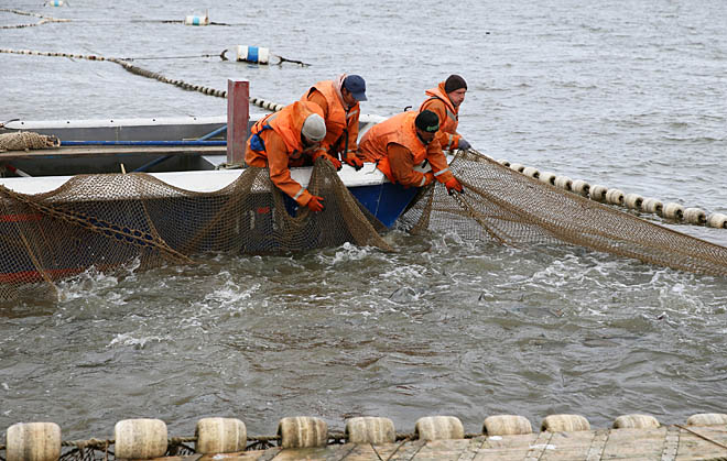 Нерка не подвела, горбуша «встала»