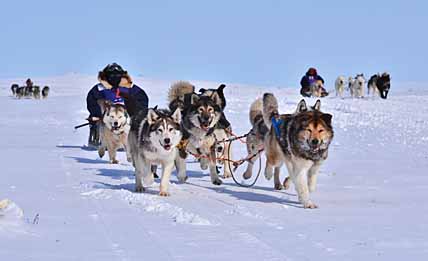 В ОДНОЙ УПРЯЖКЕ