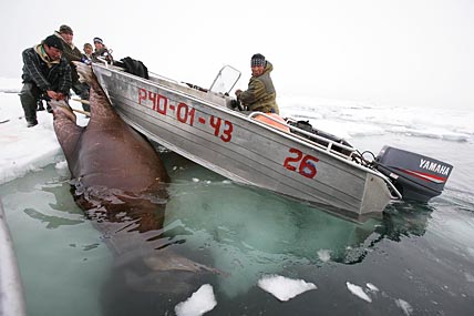 ЧЕМ ПОМОЧЬ МОРСКОМУ ОХОТНИКУ?