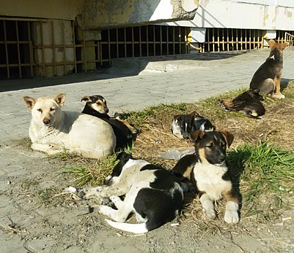 МОДУЛЬНЫЙ ПРИЮТ ДЛЯ ЧЕТВЕРОНОГИХ