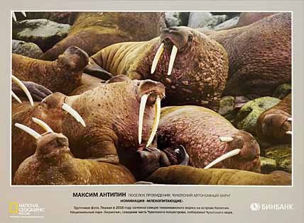 КЛЫКАСТЫЕ ФОТОМОДЕЛИ «БЕРИНГИИ»