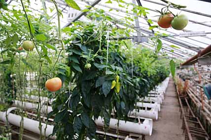 ОВОЩИ ИДУТ В РОСТ