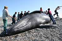 КИТОБОИ ОСТАЛИСЬ ПРИ СВОИХ ИНТЕРЕСАХ