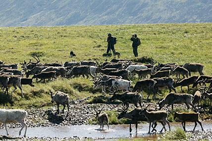 ТЕЛЯТА УШЛИ НА ЛЕТОВКУ