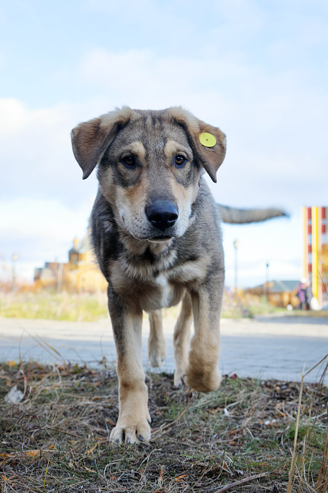 Вакцинировать  и стерилизовать