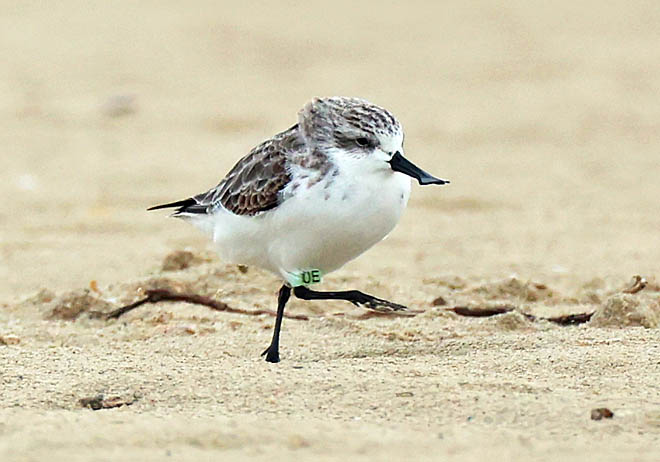Лопатня сберегут всем миром
