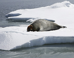 ЛАСТОНОГАЯ ПРОВЕРКА