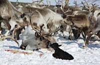 ОТЕЛ НА МАРШЕ