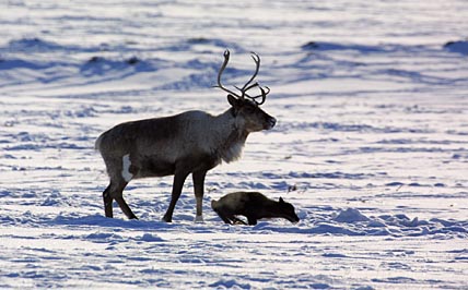 НАД СОХРАННОСТЬЮ ПРИПЛОДА ПОРАБОТАЛИ