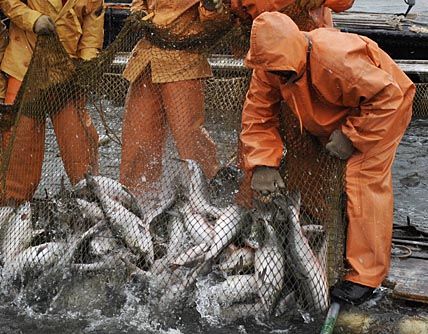 «Чукотский лосось» не оставит без рыбы