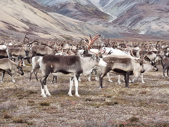 Будет оленина на прилавках