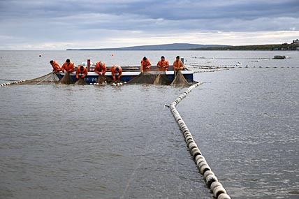 Лосося держит поздний лёд