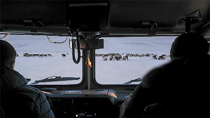 ЗА ОЛЕНЕМ НА МЯГКИХ ШИНАХ