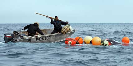 НАШ ДОРОГОЙ МОРЗВЕРЬ