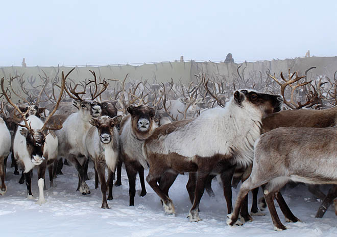 «Пионер» ждёт крепких морозов