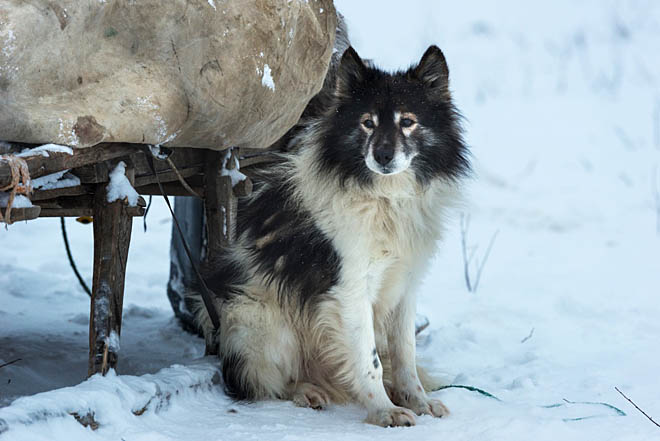 Зачем оленеводу лайка