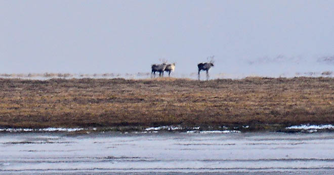 А олени живы!