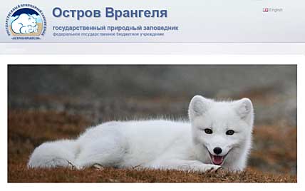 САМЫЙ ЛЮБИМЫЙ ЗВЕРЬ ОСТРОВА ВРАНГЕЛЯ