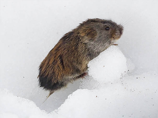 Маленькие дирижёры тундры