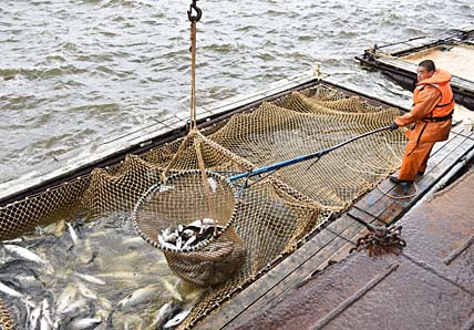 РОСРЫБОЛОВСТВО БЕРЁТ ТАЙМ-АУТ