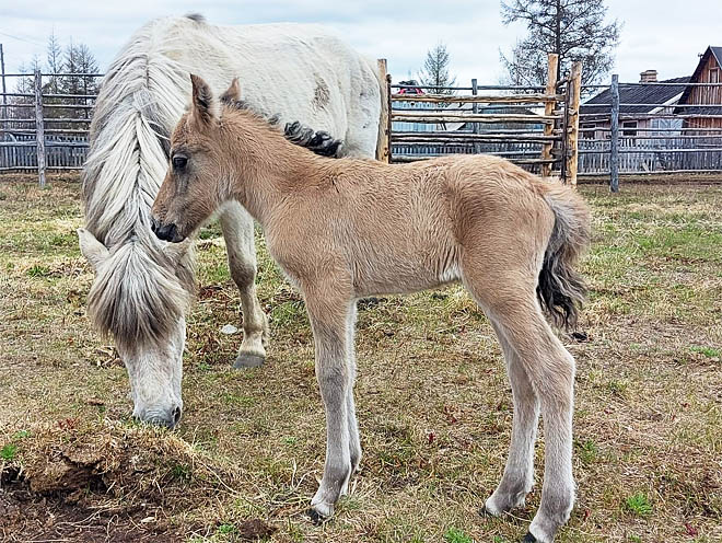 Первый жеребёнок родился в табуне лошадей, которых завезли на Чукотку из Якутии