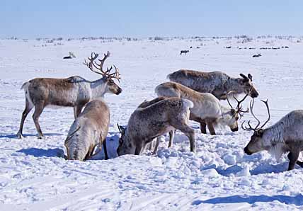 ВЕСЕННИЕ ЗАБОТЫ ФЕРМЕРА ЧЕЙВЫТЕГИНА