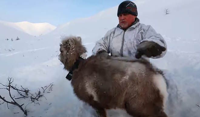 На Колыме стартовал научный проект по изучению диких животных крайнего Северо-Востока
