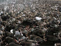 Чудо-олень Конергинской тундры