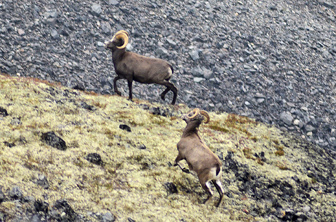 К толсторогу по цепочке ДНК