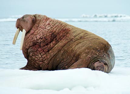 КВОТОЙ ДОВОЛЕН ЛИШЬ МОРЖ