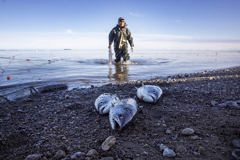 Лососю дадут пройти