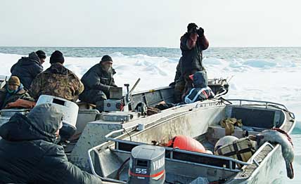 МОРЖ И БЕЛУХА ПРОХОДЯТ СТОРОНОЙ