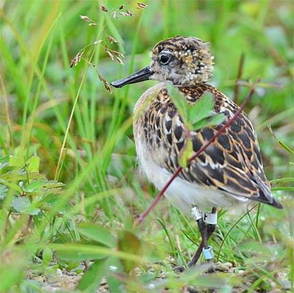 ПЕРНАТЫХ ОТПУСТИЛИ НА ВОЛЮ